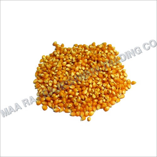 Fresh Yellow Maize