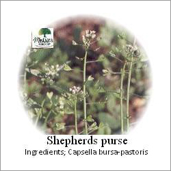 Shepherd's Purse Tea