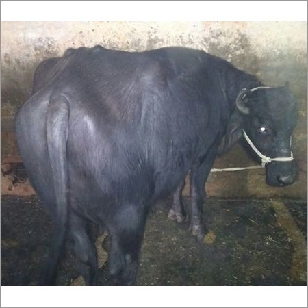 Murrah Milking Buffalo