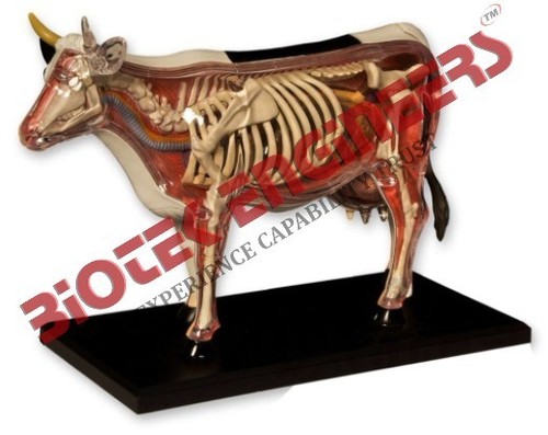 Cow Model