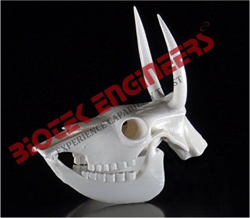 Cow Skull