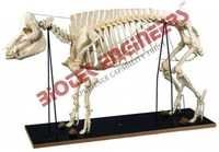 Pig Skeleton