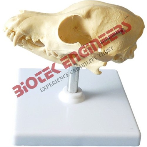Dog Skull