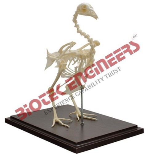 Chicken Skeleton