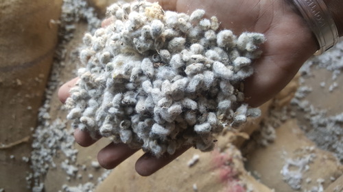 cotton seed