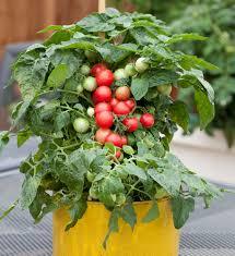 Cherry Tomatoes