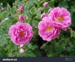 Damask Rose