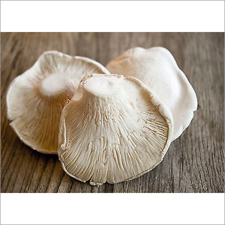 Dry Oyster Mushroom