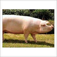 Landrace Pig