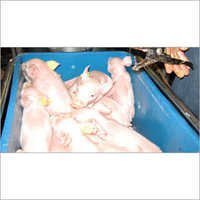 Farm Duroc Pig