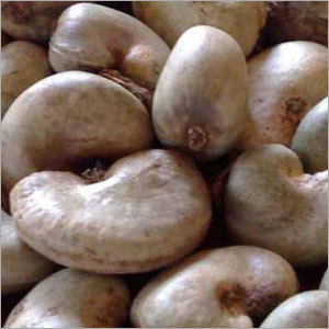 Raw Cashew Nut Origin: Indian