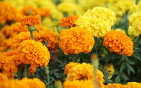 Marigold Flower