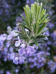 rosemary-plants