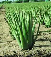Aloe vera-plants