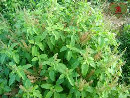 Tulsi Plants