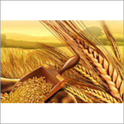 Fresh Wheat Grain