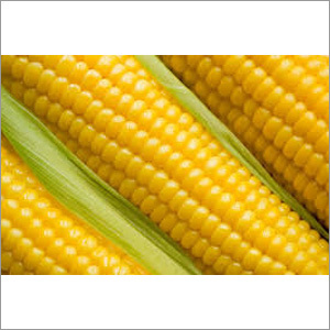 Yellow Corn