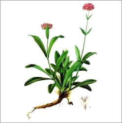 jatamansi (Spikenard) Oil