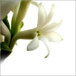 Tuberose Absolute