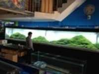 Acrylic Aquarium - Color: Transparent