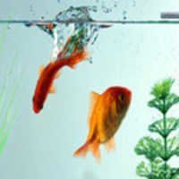 aquarium-fish