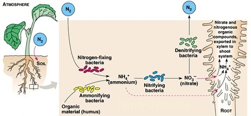 Azotobacter
