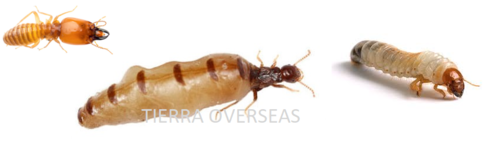 Metarhizium Anisopliae - 2 x 10^9 CFU Wettable Powder & Aqueous Solution | Eco-Friendly Biological Insecticide for Termite and Pest Control
