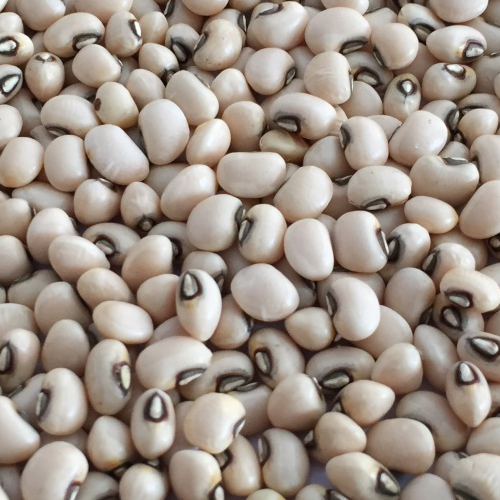 Brown Eye Beans