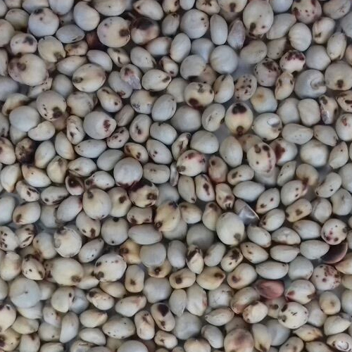 White Sorghum