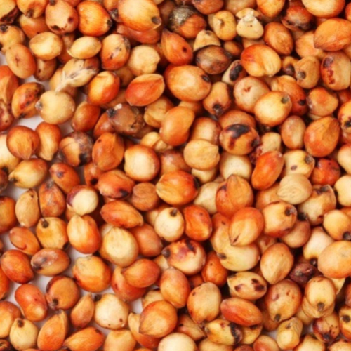 Red Sorghum