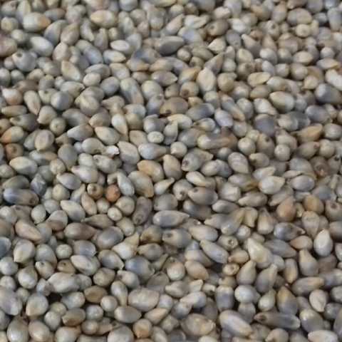 White Millet