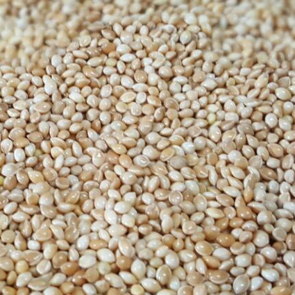 Millet For Bird Feed