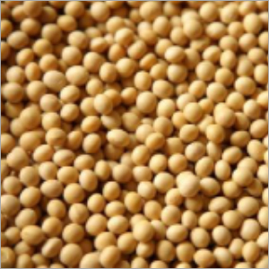 Soybean Seeds