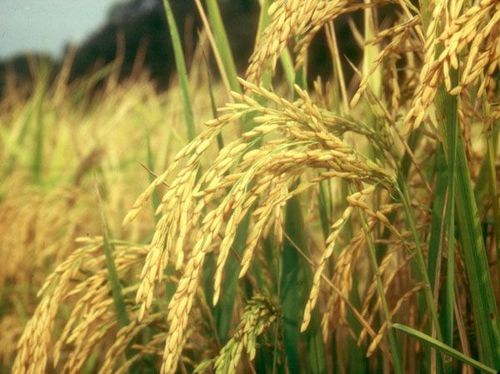 paddy seeds
