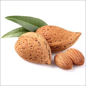 Indian Almond Indian Almond