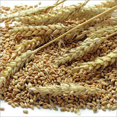 Organic Wheat Grain Organic Wheat Grain