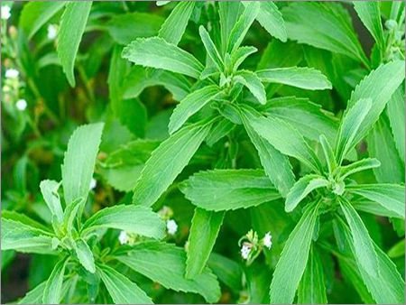 Stevia Leaves