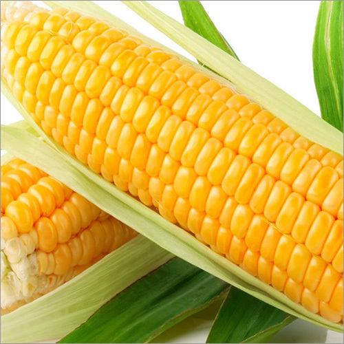 Yellow Corn