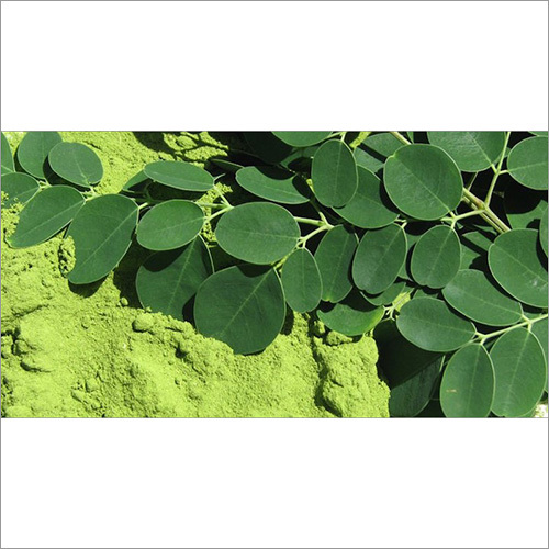 Drumstick Leaves Powder