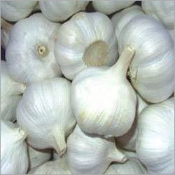 Healthy Garlic