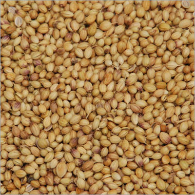 Organic Coriander Seeds