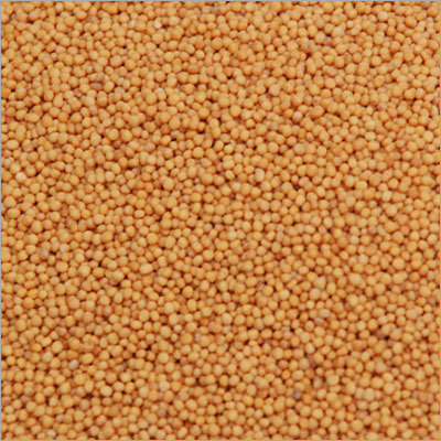 Yellow Mustard Seeds