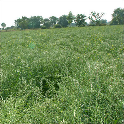 Mustard seeds Leaves