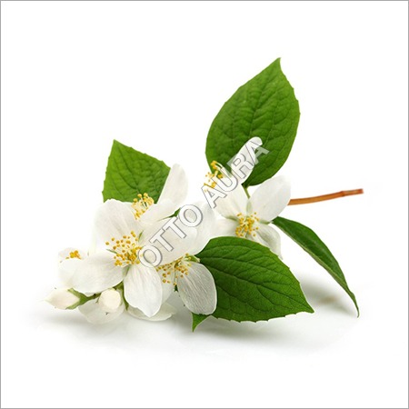 Jasminum Auriculatum Absolute Oil