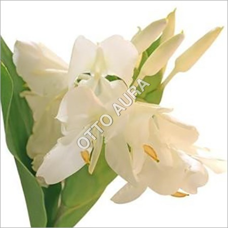 Lily Absolute Oil