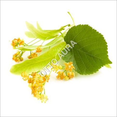 Linden Blossom Absolute Oil