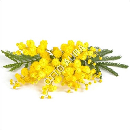 Mimosa Absolute Oil