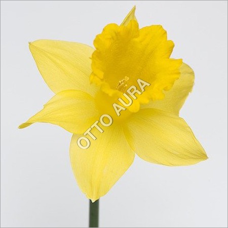 Narcissus Absolute Oil