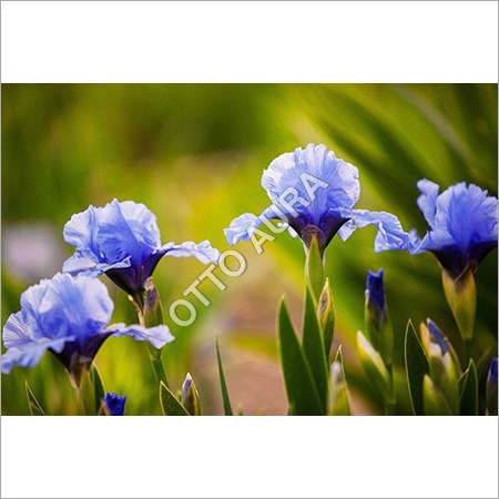 ऑरिस रूट निरपेक्ष तेल