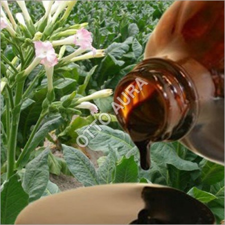 Tobacco (Zarda) Absolute Oil